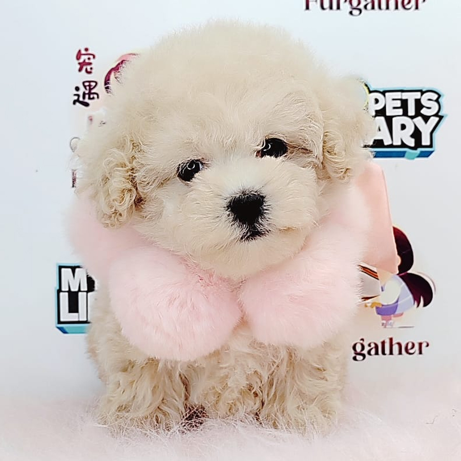 Tiny Toy Poodle Puppy (Female) For Sale