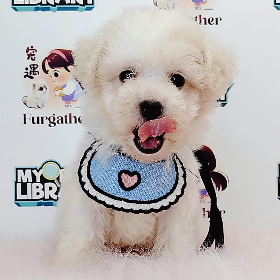 Tiny Toy Maltipoo Puppy (Male) For Sale
