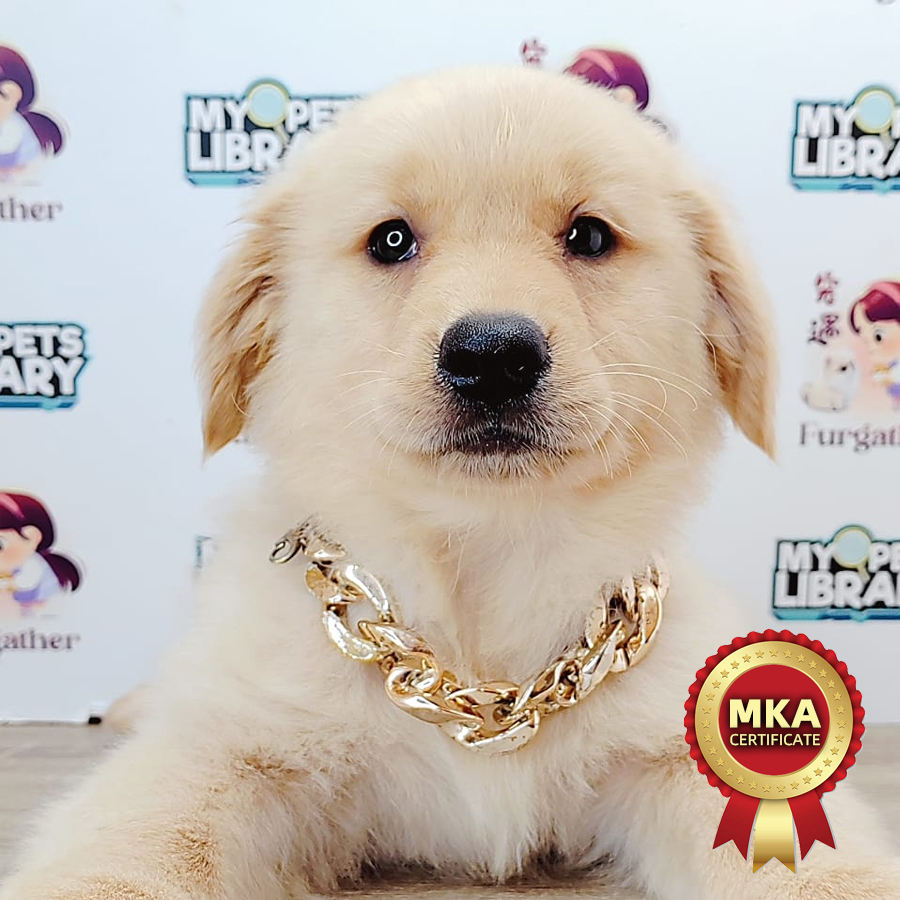 MKA Golden Retriever Puppy (Female) For Sale