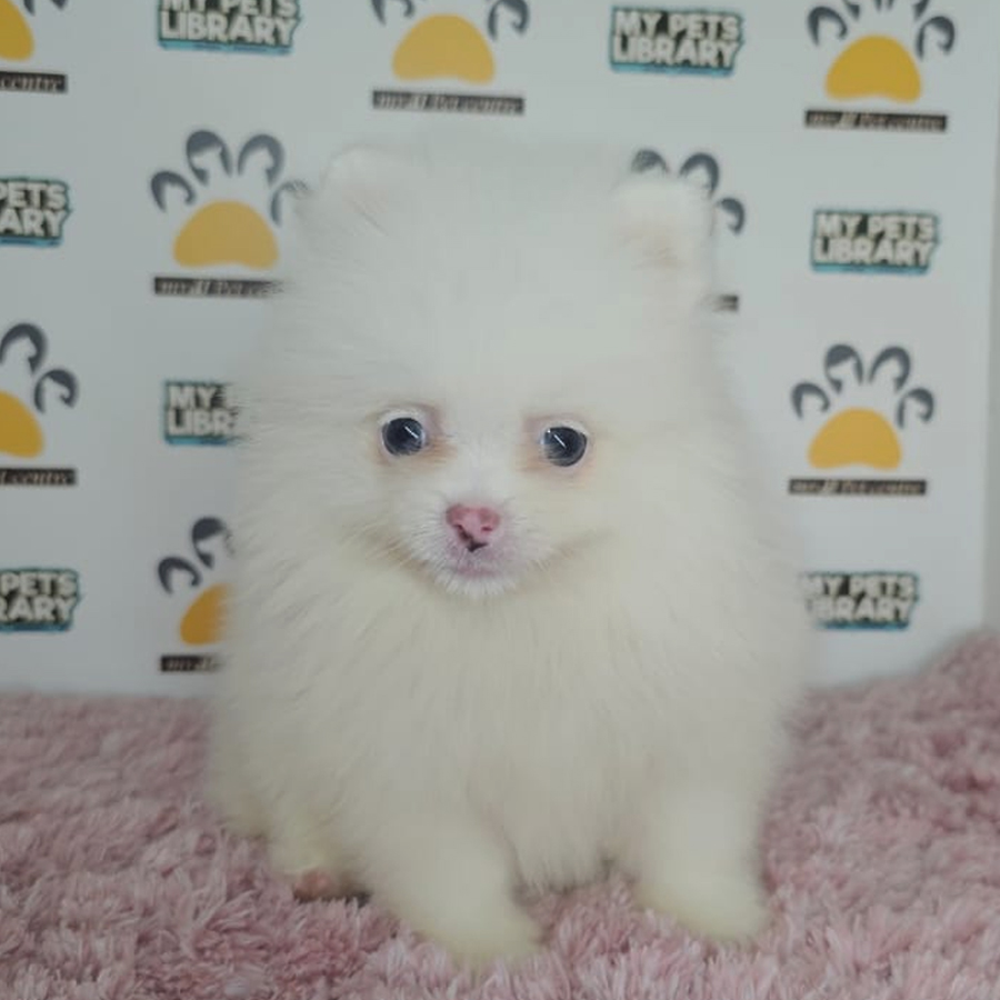 Pomeranian Puppy (Female) For Sale