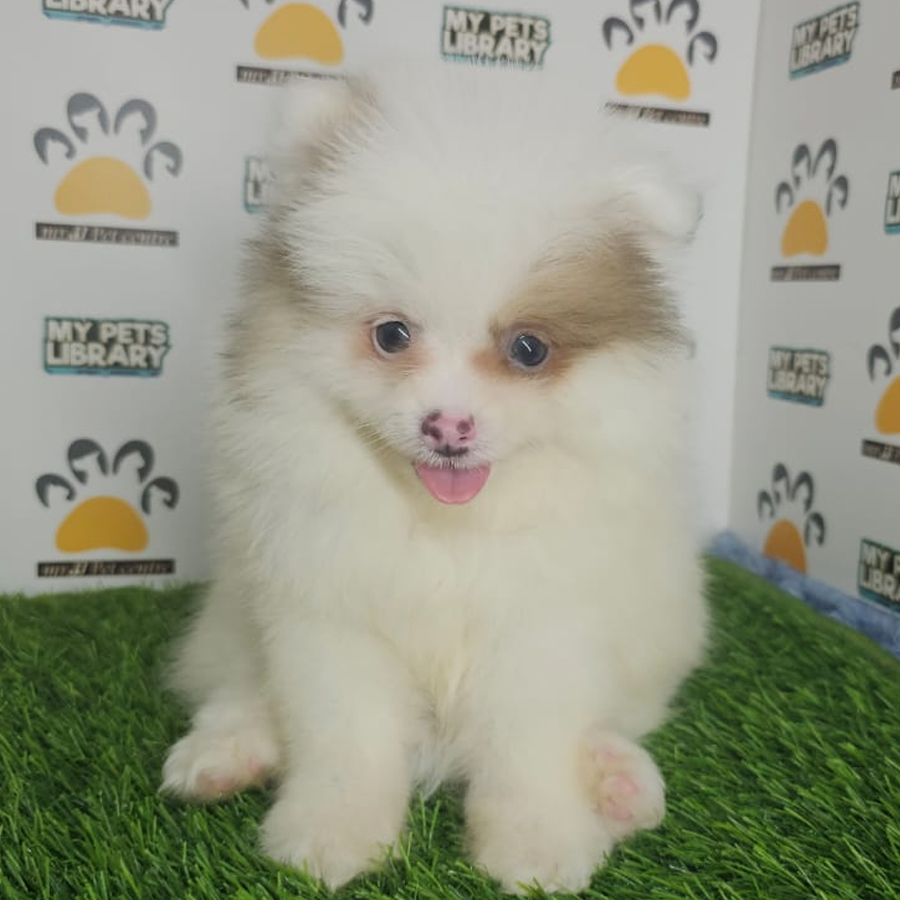 Pomeranian Puppy (Male) For Sale