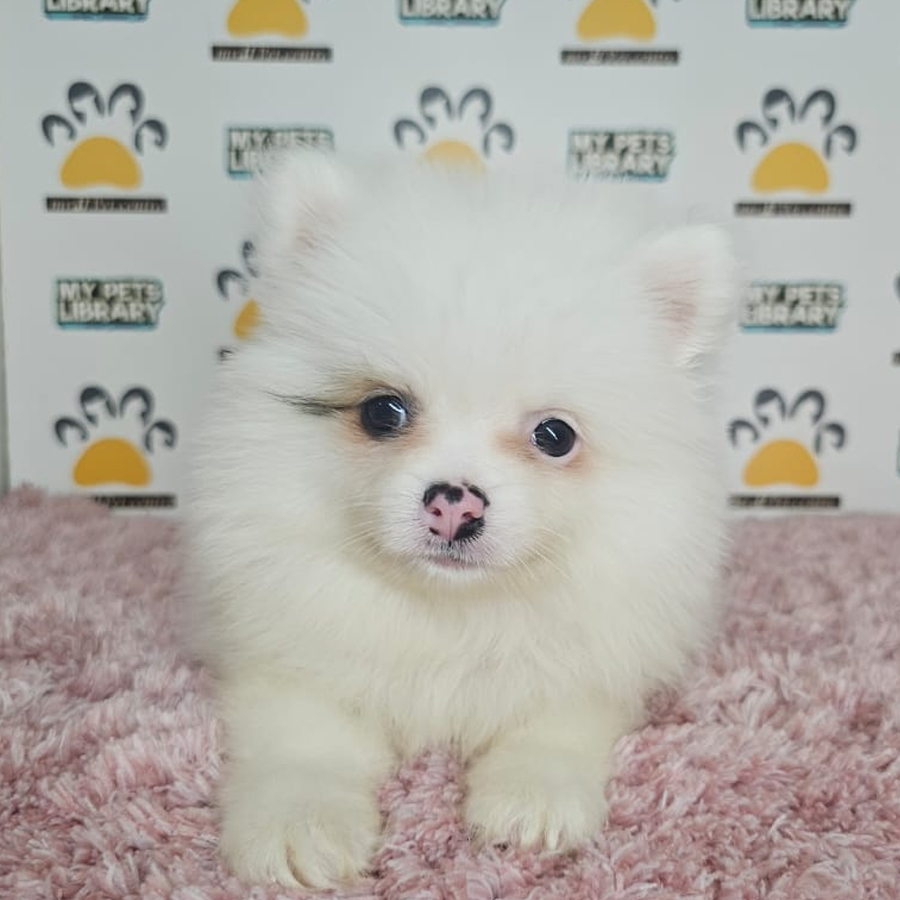 Pomeranian Puppy (Female) For Sale