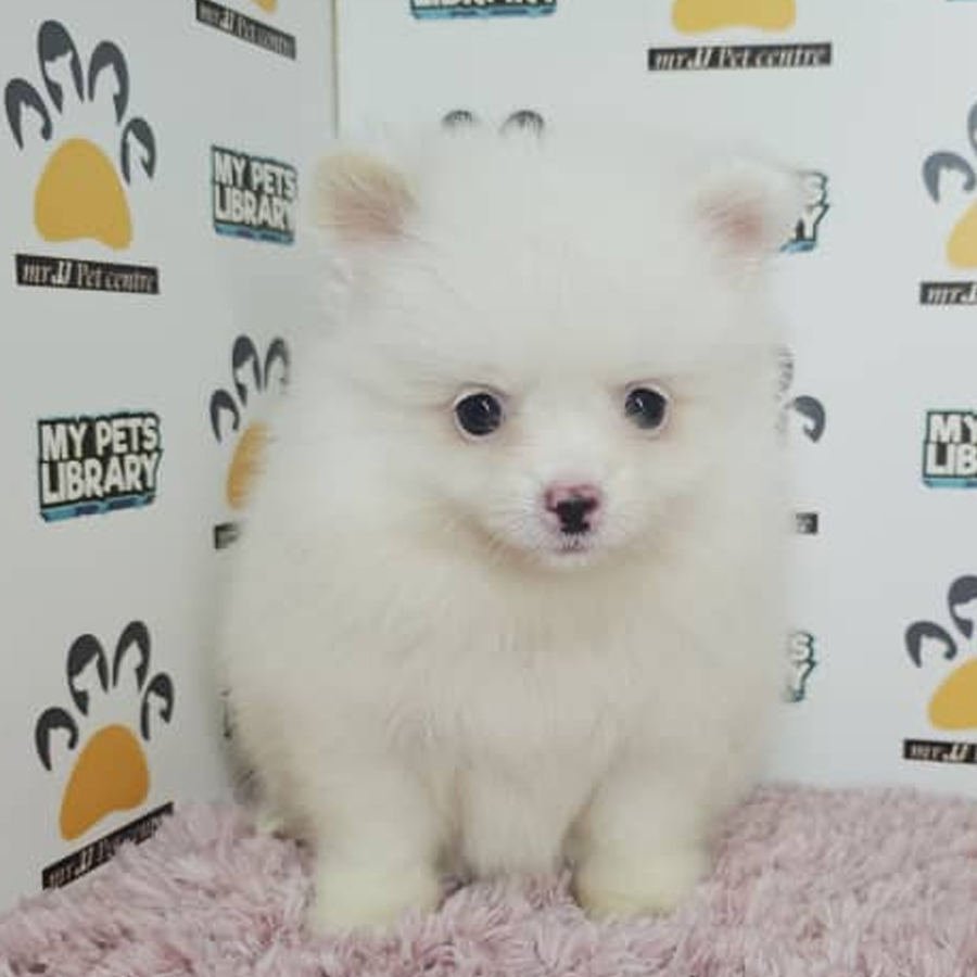 Pomeranian Puppy (Female) For Sale