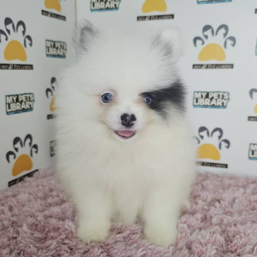 Pomeranian Puppy (Female) For Sale