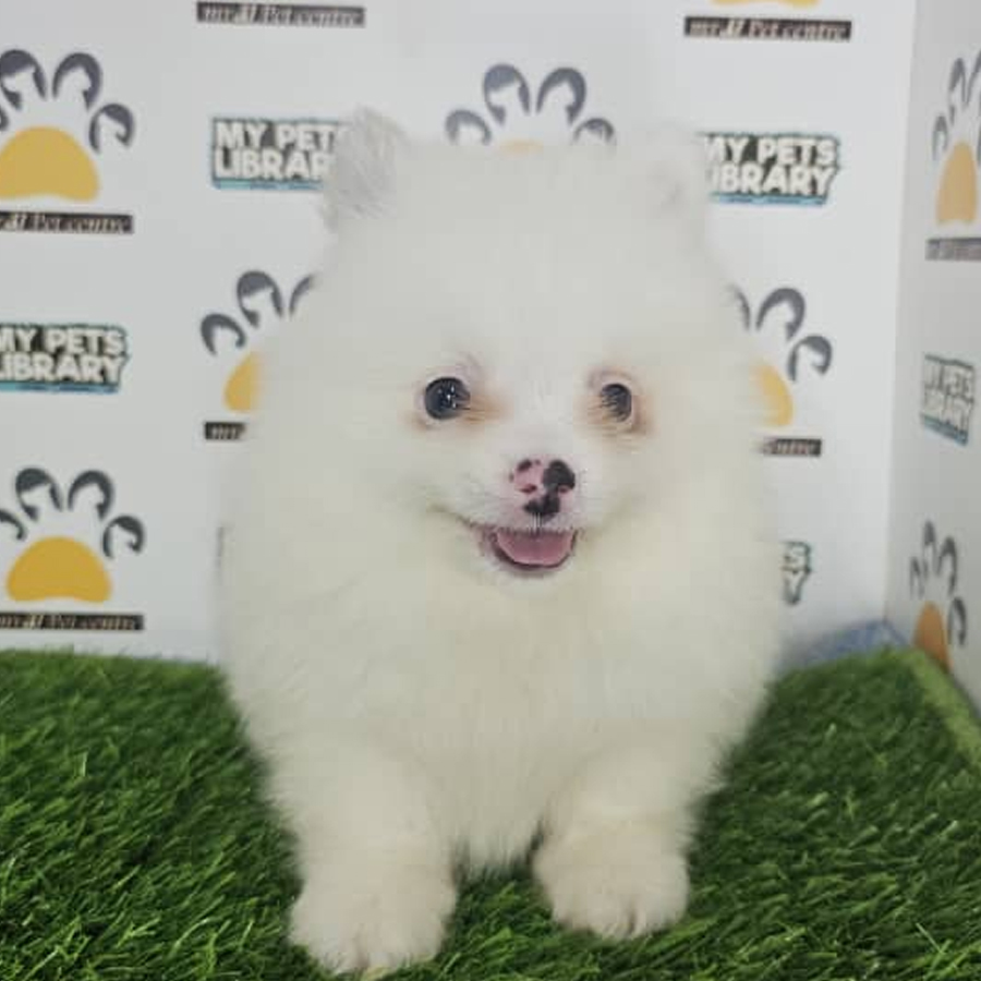 Pomeranian Puppy (Male) For Sale