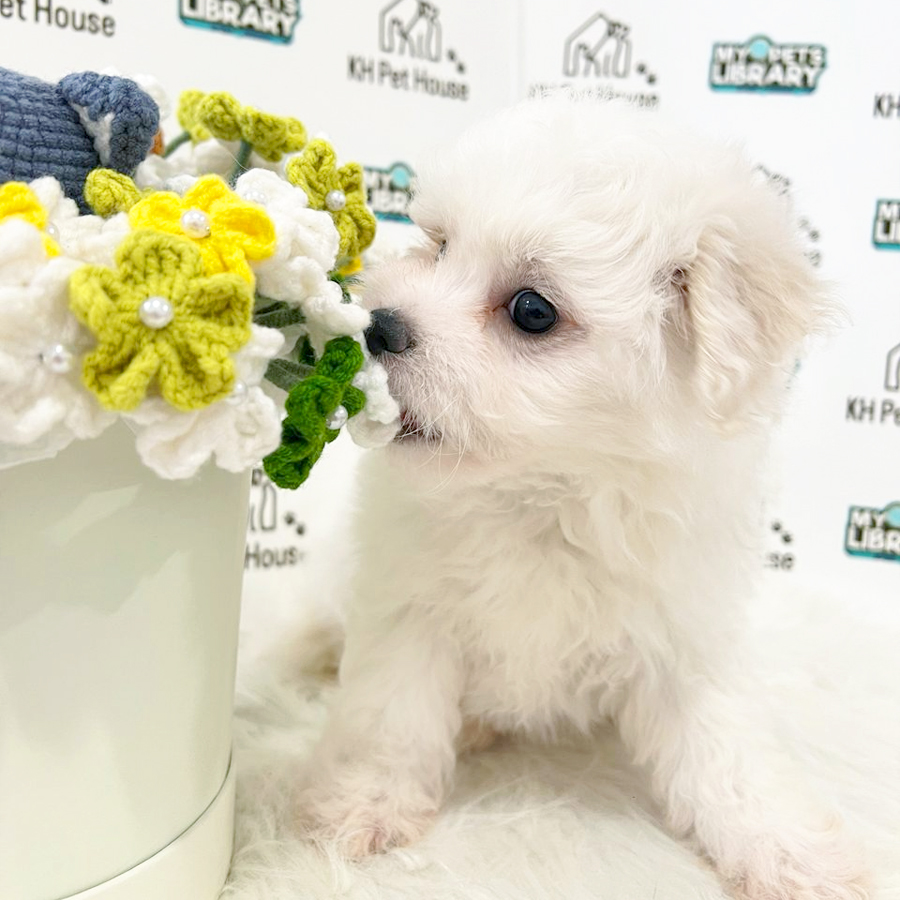 Bichon Frise Puppy (Female) For Sale