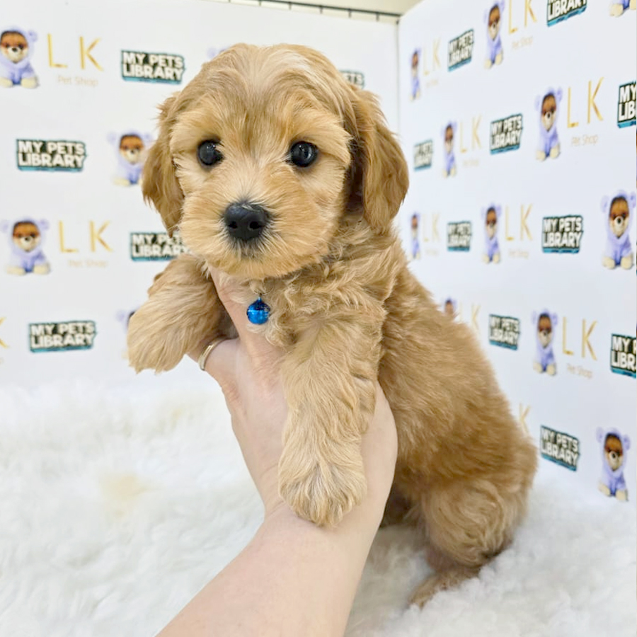 Maltipoo Puppy (Male) For Sale