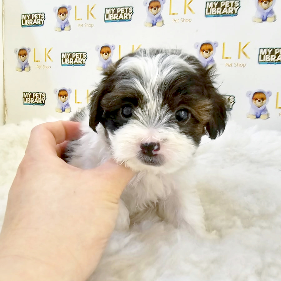 Maltipoo Puppy (Male) For Sale