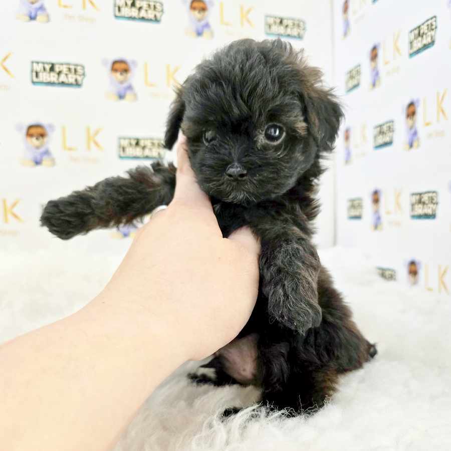 Maltipoo Puppy (Male) For Sale