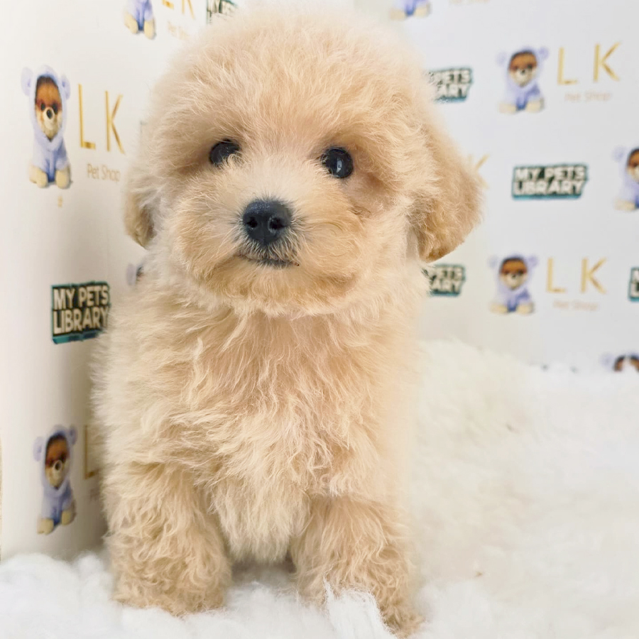 Tiny Poodle Puppy (Male) For Sale