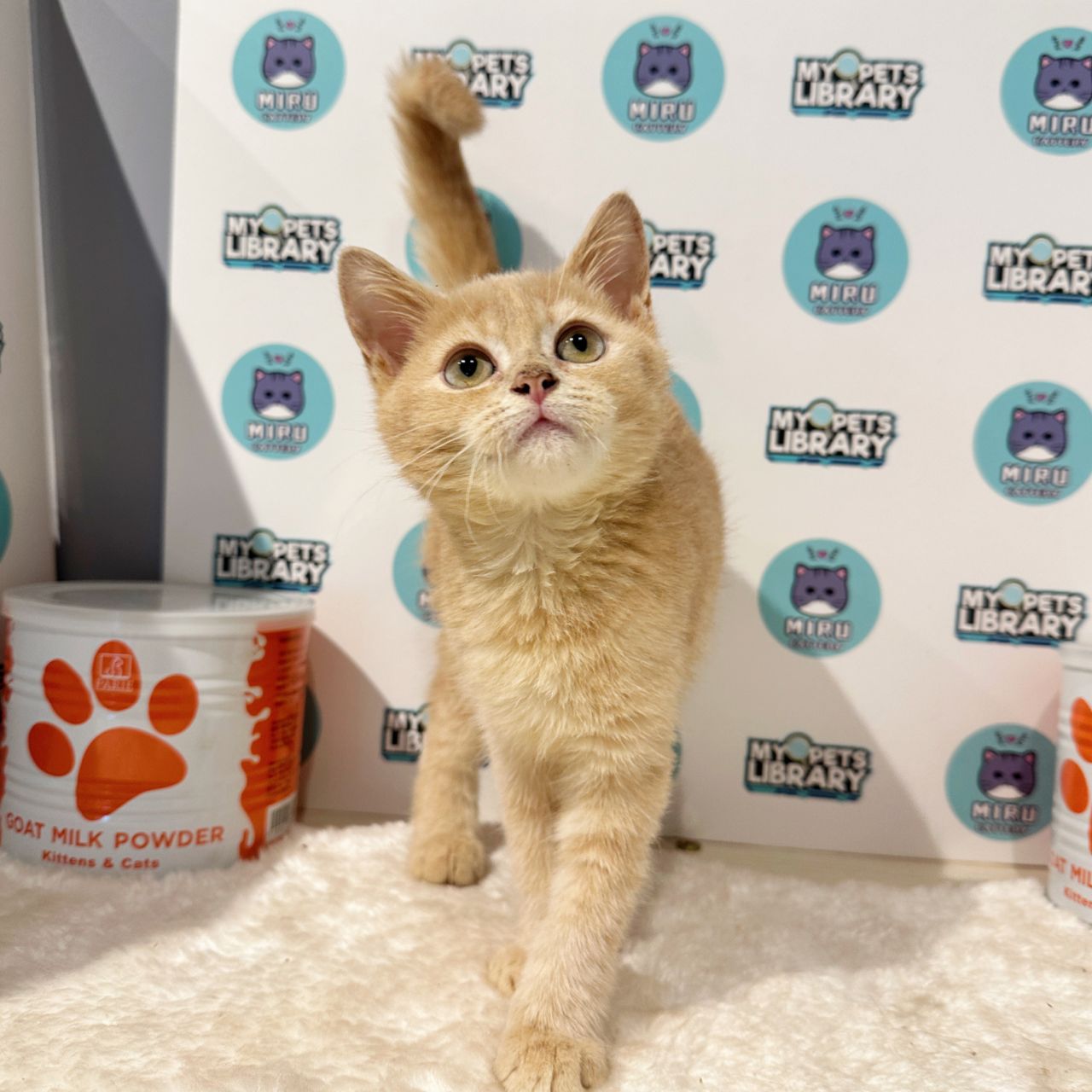 Munchkin British Shorthair Kitten (Male) For Sale