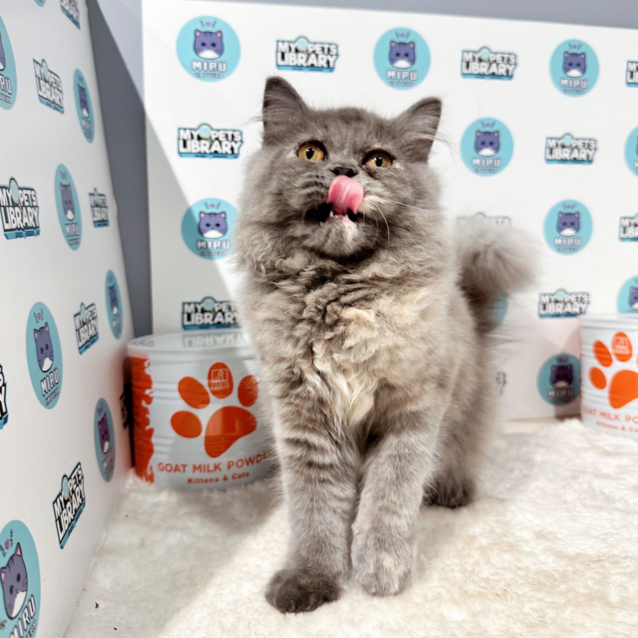 Persian Kitten (Female) For Sale