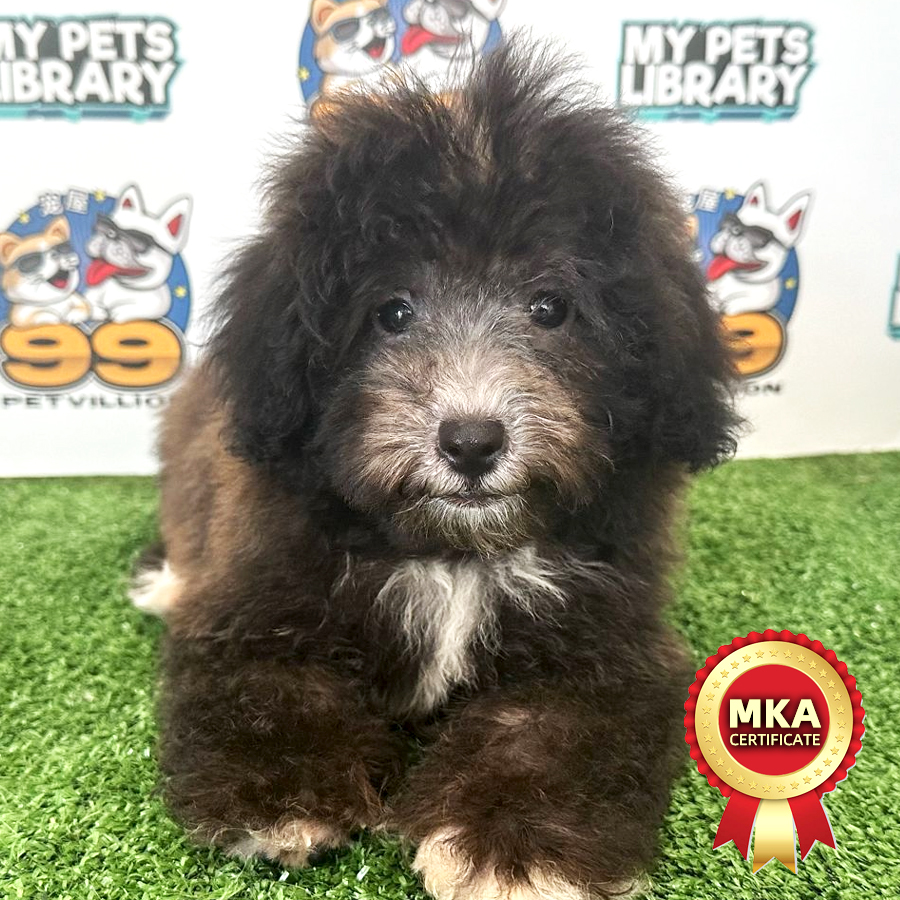 MKA Toy Poodle Puppy (Male) For Sale