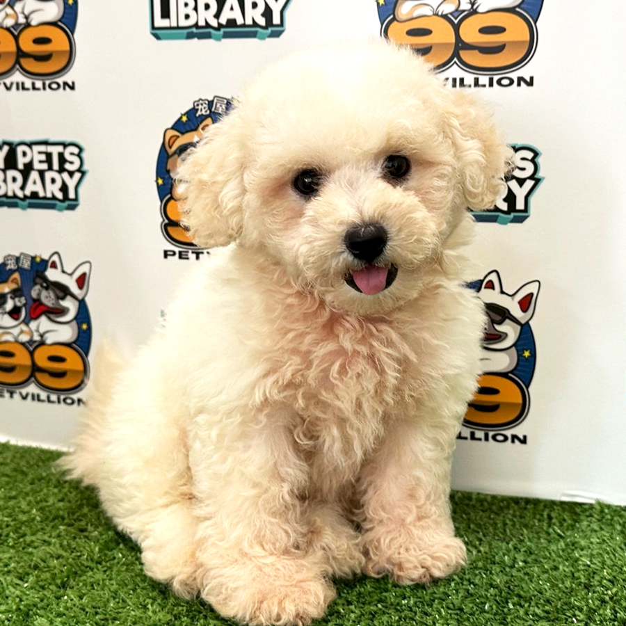 Toy Poodle Puppy (Male) For Sale
