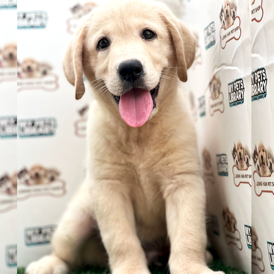 Labrador Retriever Puppy (Male) For Sale