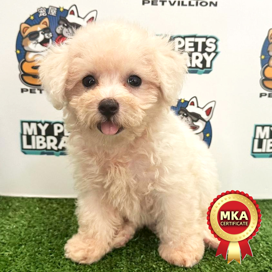 MKA Toy Poodle Puppy (Male) For Sale