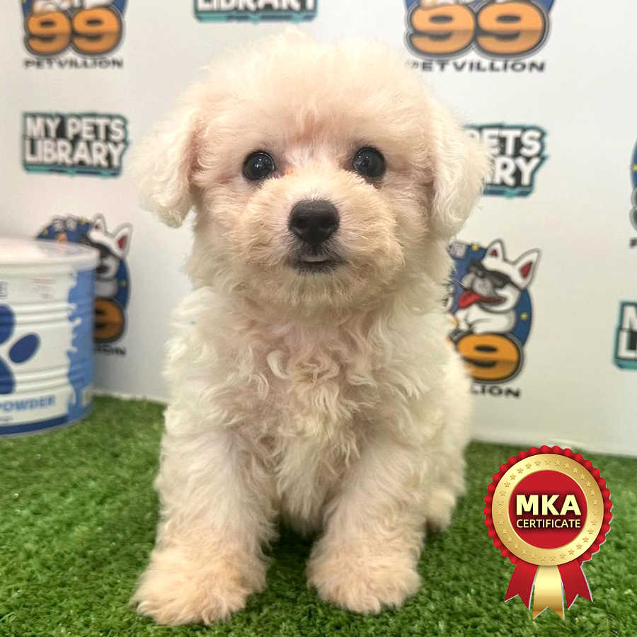 MKA Toy Poodle Puppy (Male) For Sale