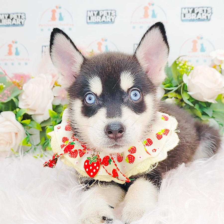 Pomsky Puppy (Male) For Sale