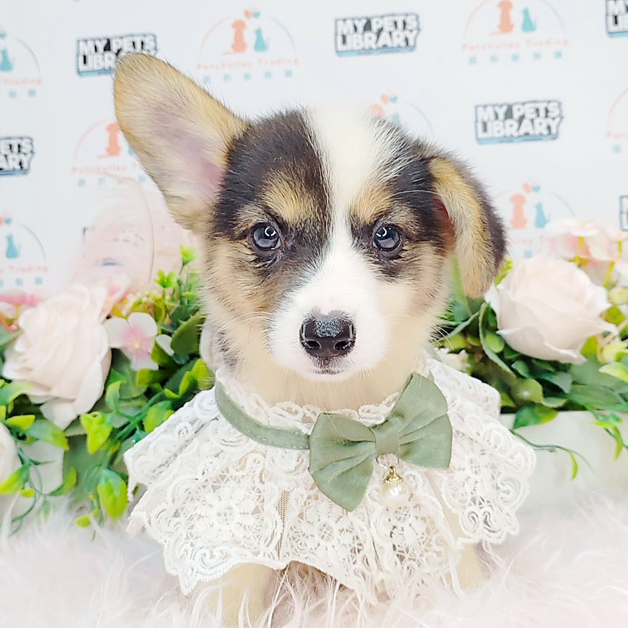 Welsh Corgi Puppy (Female) For Sale