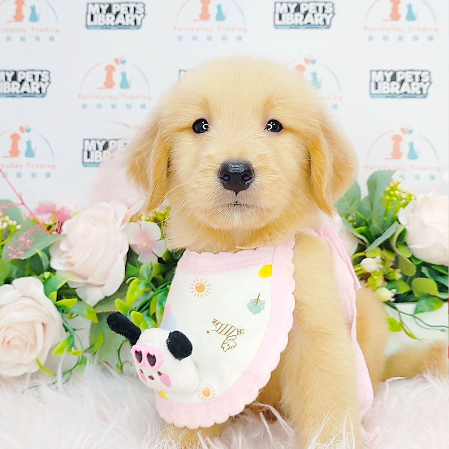 Golden Retriever Puppy (Male) For Sale