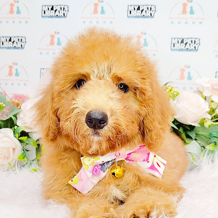Toy Poodle Puppy (Male) For Sale