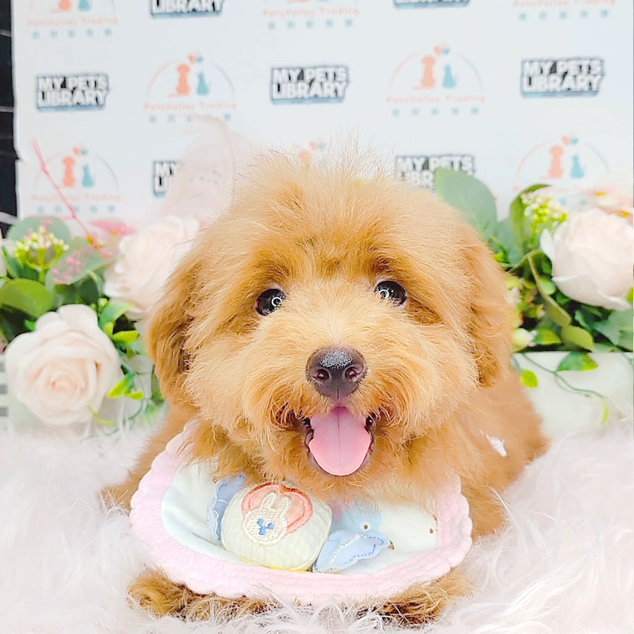 Toy Poodle Puppy (Male) For Sale