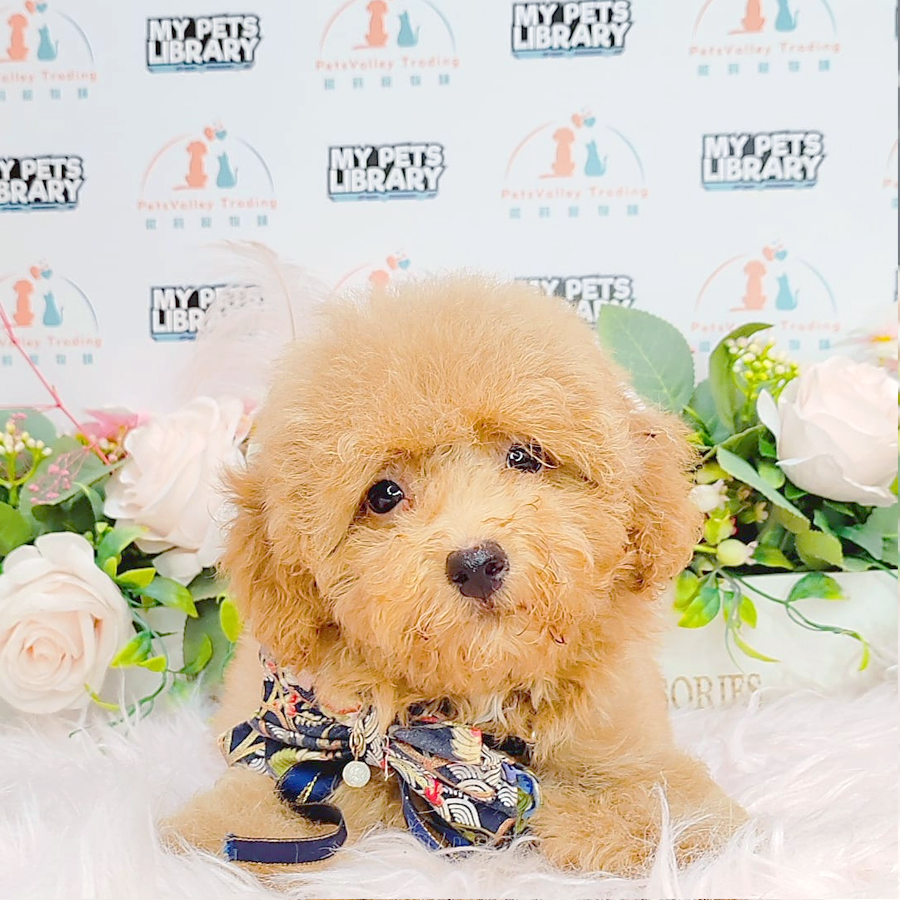 Toy Poodle Puppy (Female) For Sale