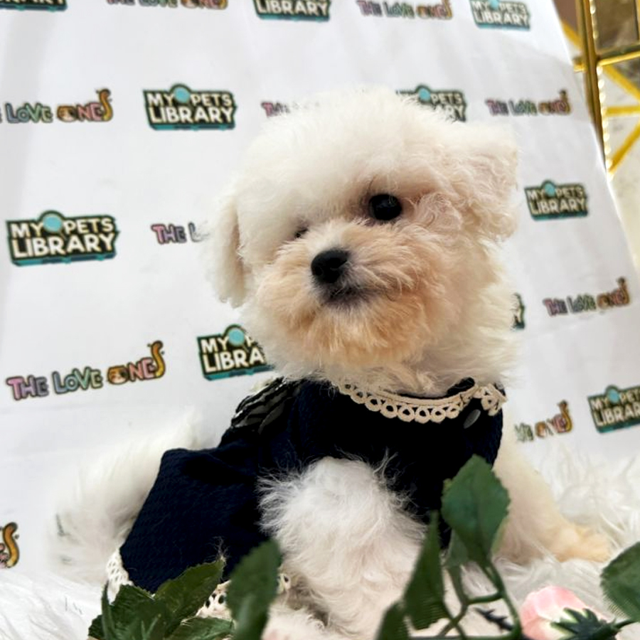 Maltese Puppy (Female) For Sale