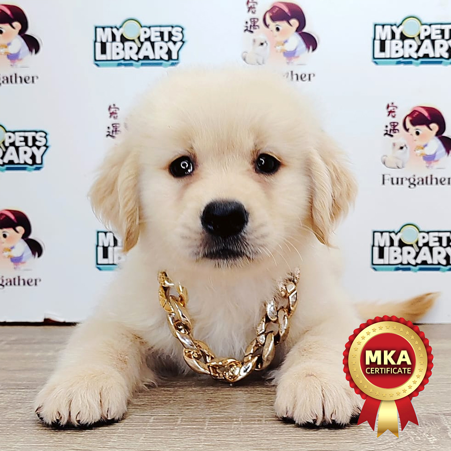 MKA Golden Retriever Puppy (Female) For Sale