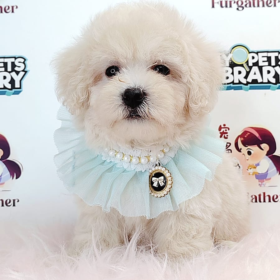 Tiny Toy Poodle Puppy (Male) For Sale