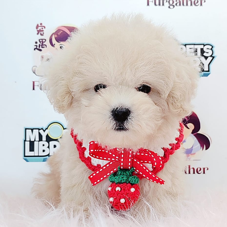Tiny Toy Poodle Puppy (Female) For Sale