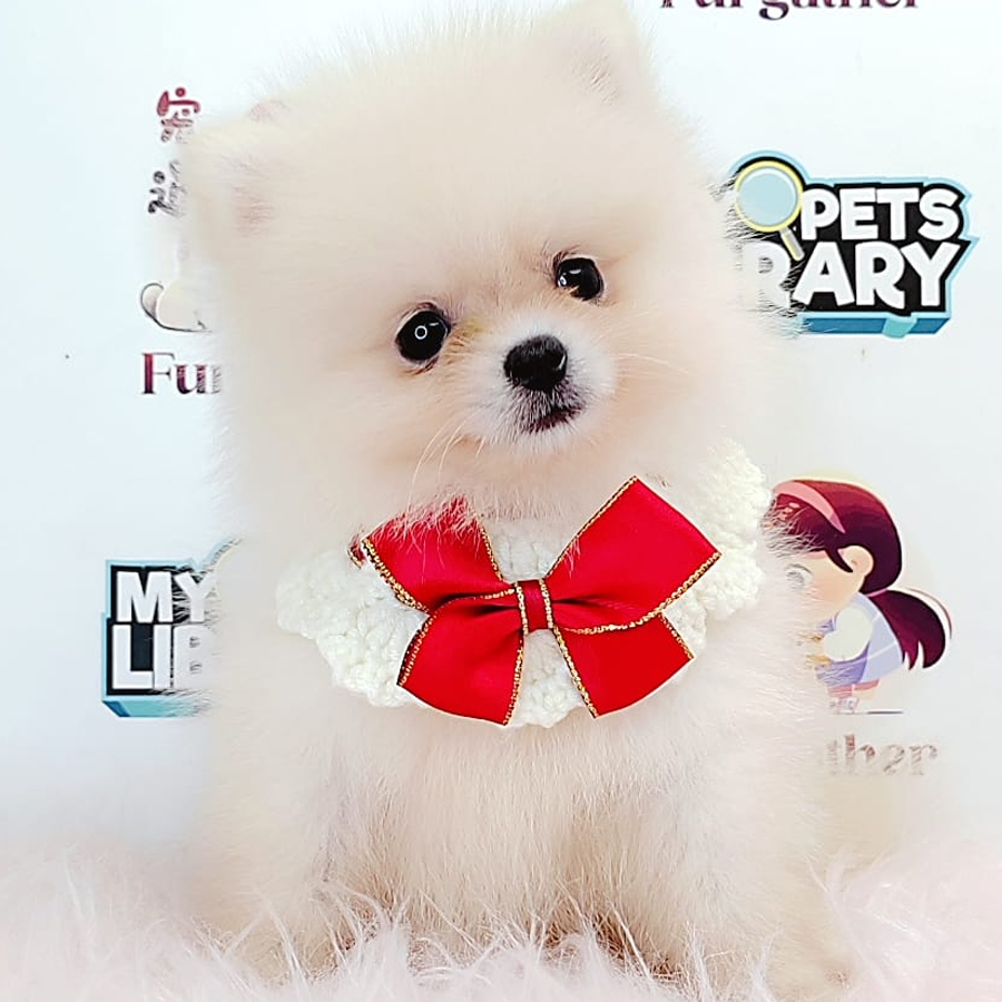 Tiny Pomeranian Puppy (Female) For Sale