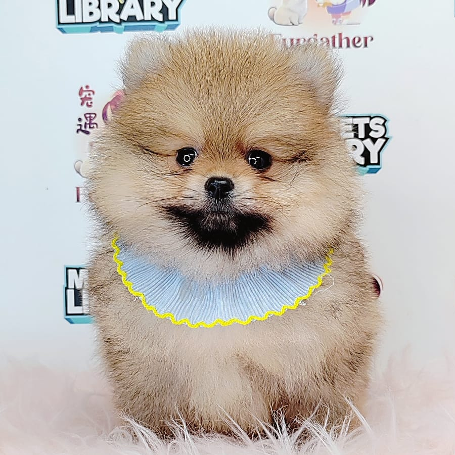 Tiny Pomeranian Puppy (Male) For Sale