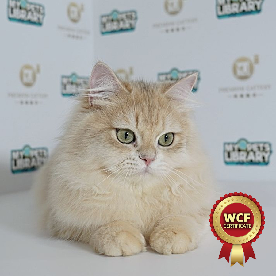 WCF British Long Hair Golden Kitten (Male) For Sale