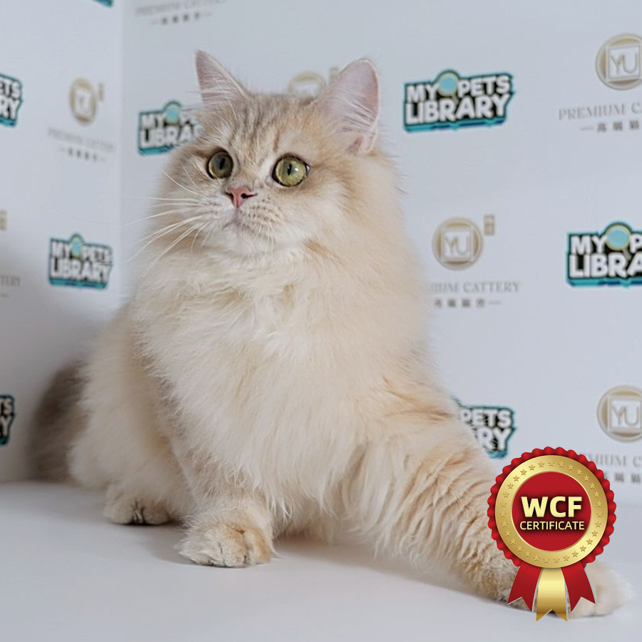 WCF British Long Hair Golden Kitten (Male) For Sale