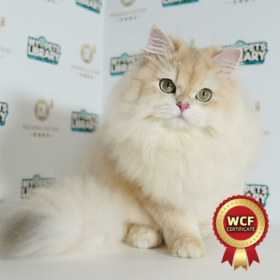 WCF British Long Hair Golden Kitten (Male) For Sale