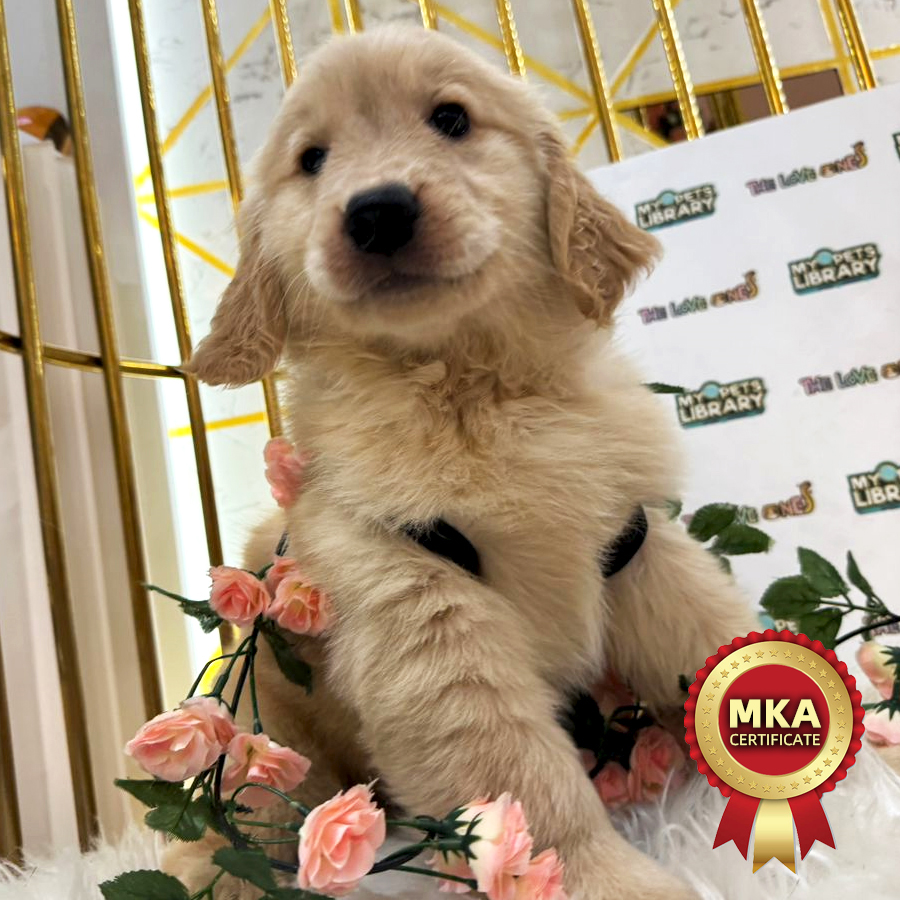 MKA Golden Retriever Puppy (Female) For Sale
