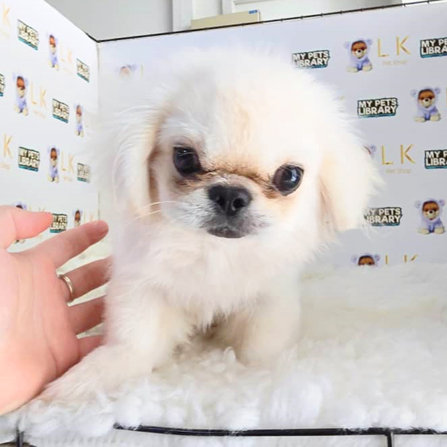 Pekingese  Puppy (Male) For Sale
