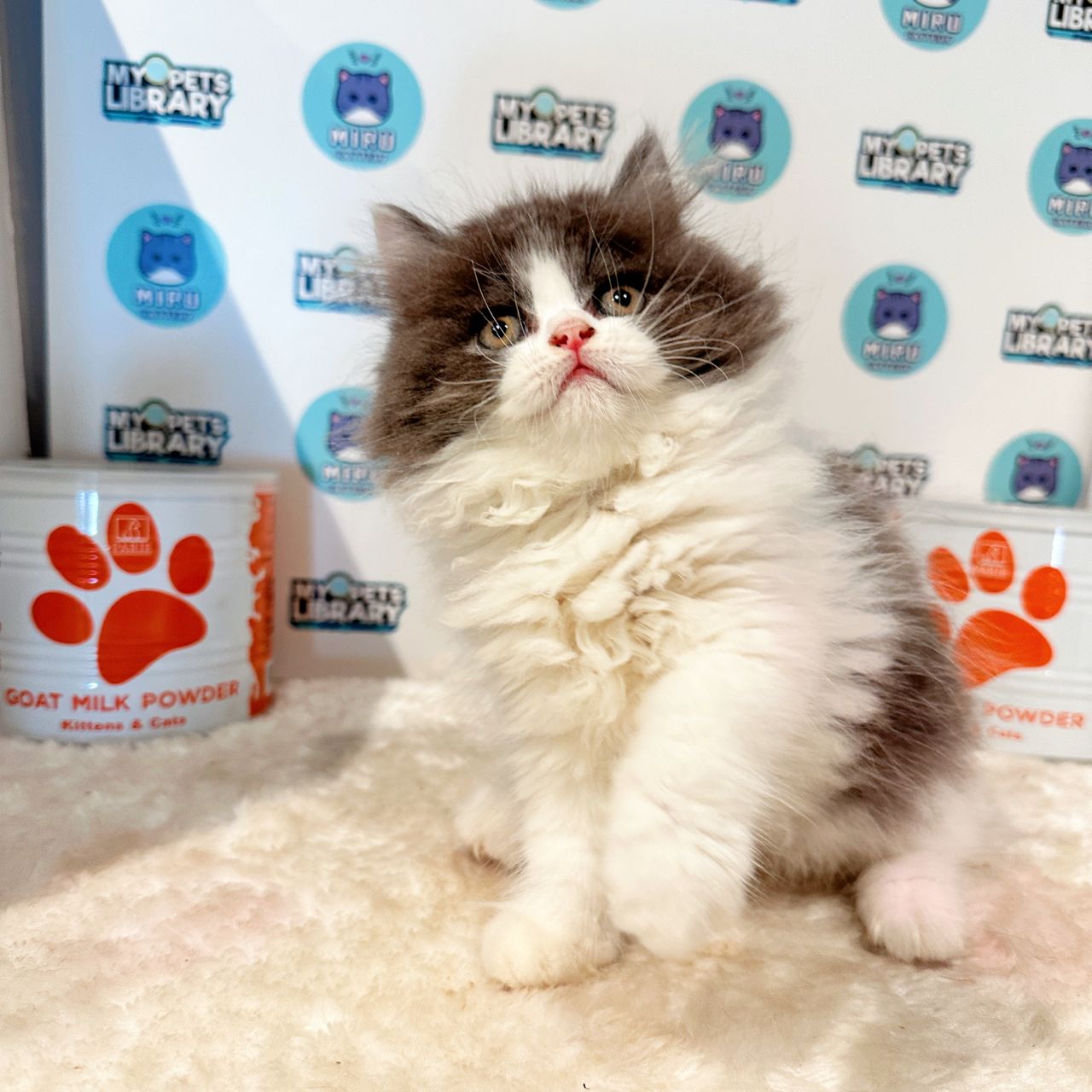 Minuet Napoleon Kitten (Male) For Sale