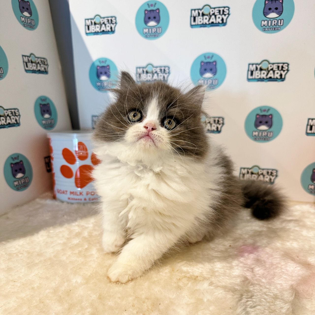 Minuet Napoleon Kitten (Male) For Sale