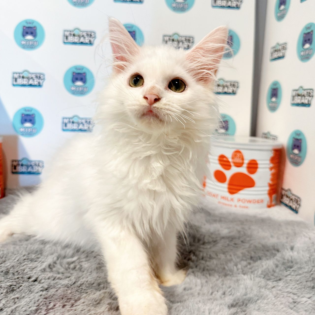 Maine Coon Kitten (Female) For Sale