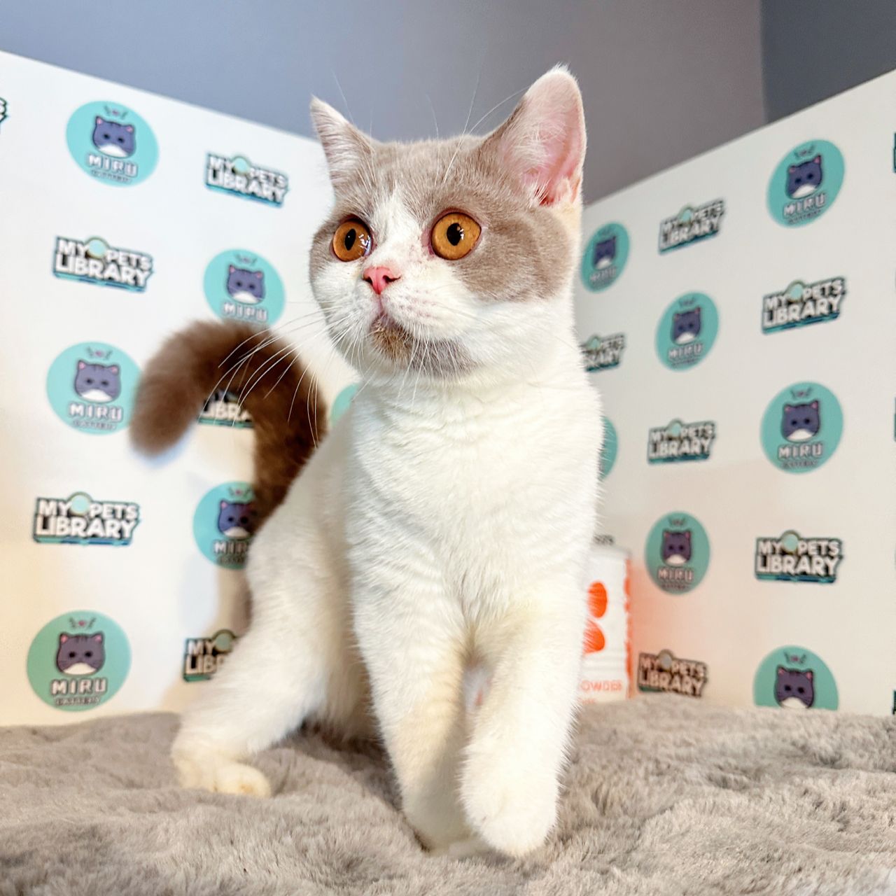 British Shorthair Kitten (Female) For Sale