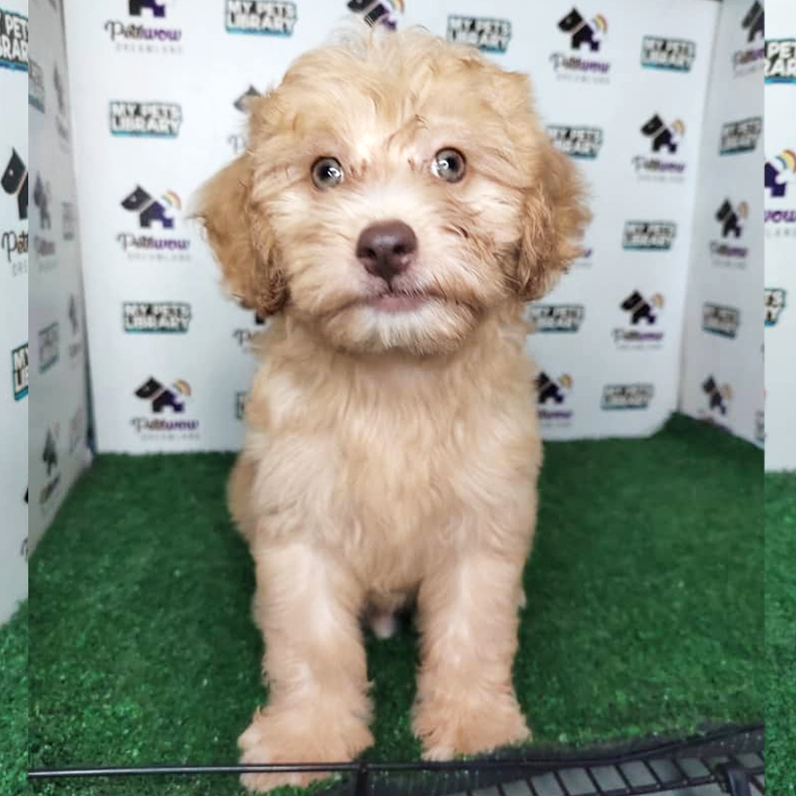 Miniature Poodle Puppy (Male) For Sale