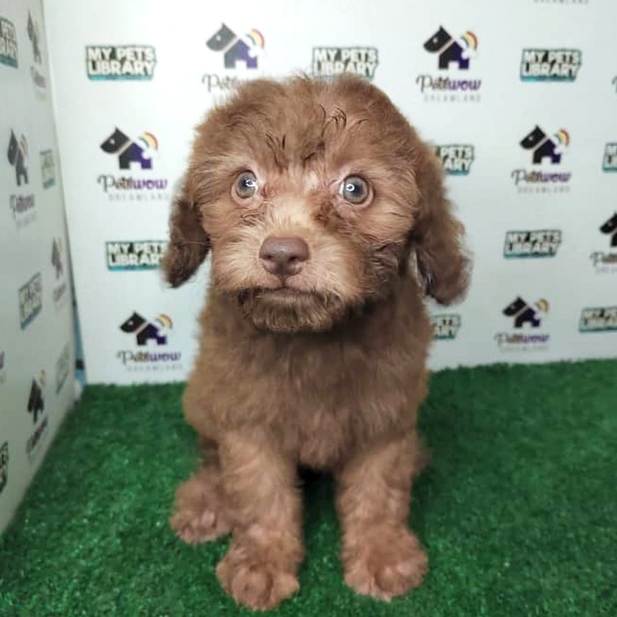 Miniature Poodle Puppy (Female) For Sale