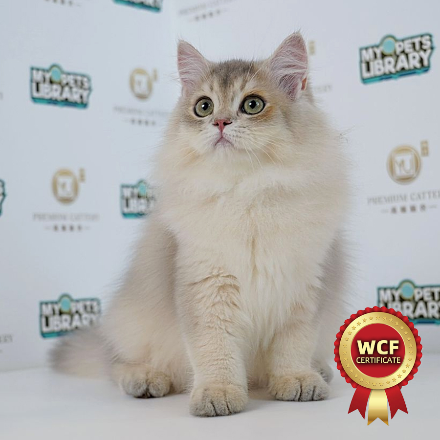 WCF British Longhair Kitten (Male) For Sale
