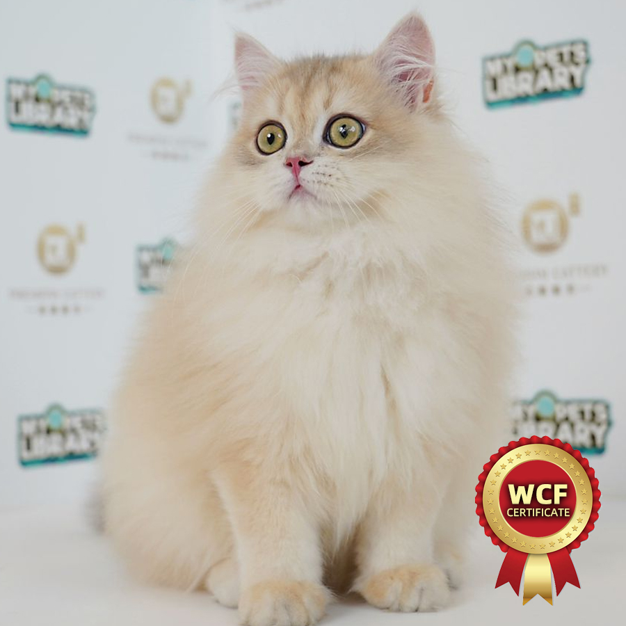 WCF British Longhair Kitten (Male) For Sale