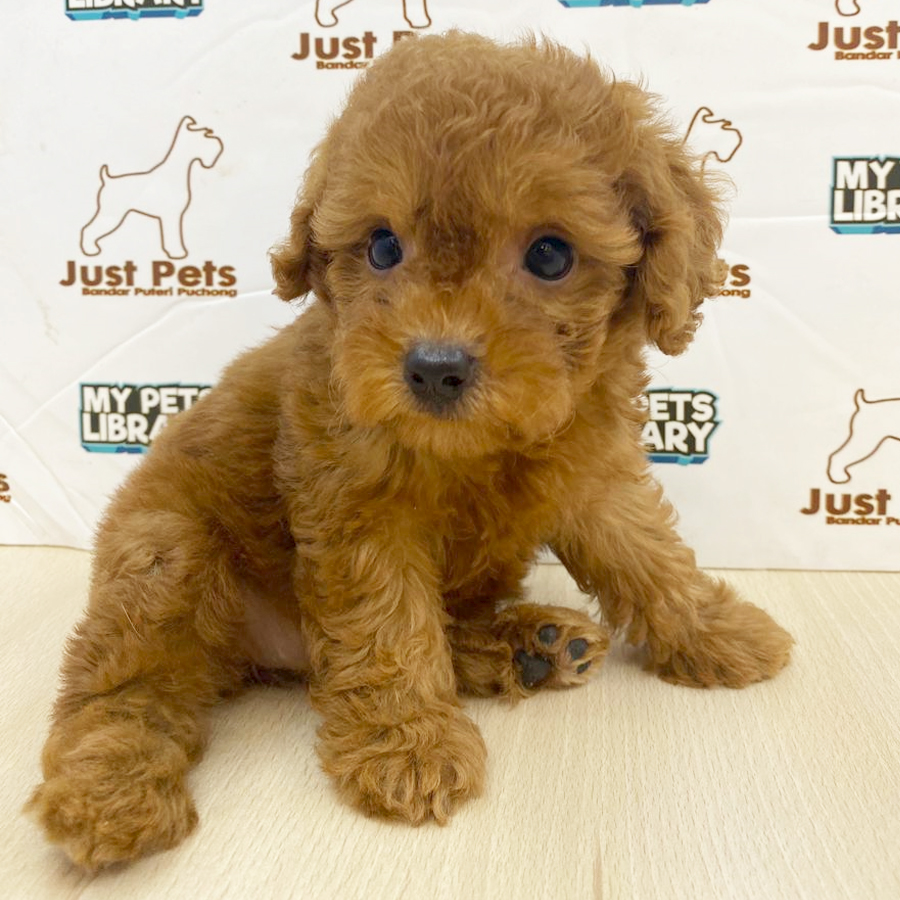 Toy Poodle Puppy (Female) For Sale
