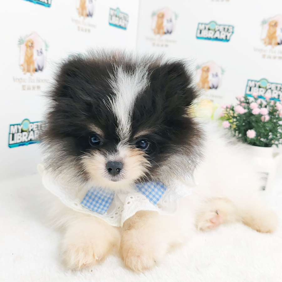 Pomeranian Puppy (Male) For Sale