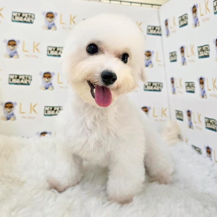 Mini Bichon Frise Puppy (Female) For Sale