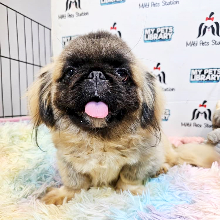 Pekingese Puppy (Female) For Sale